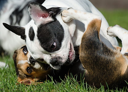 puppies, bulldog, beagle, playing dogs, puppy games, puppy group, sweet
