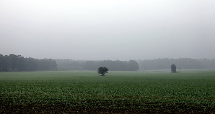 fields, autumn, rainy, rain, cloudy, tree, lonely