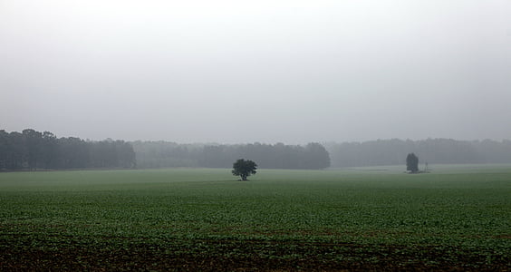 polia, jeseň, daždivé, dážď, zamračené, strom, osamelý