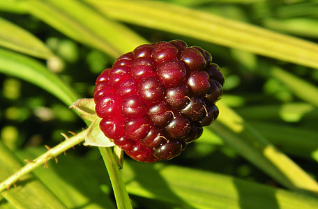 BlackBerry, mûrier, Berry, mûres, gros plan, immatures, plante