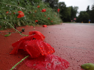 bunga, jalan, Poppy, alam, hujan, kesendirian