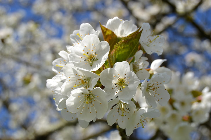 třešňový květ, Příroda, bílá, třešeň, zahrada, jaro, květiny