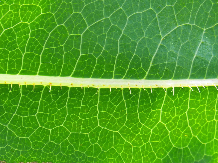 Leaf, bakgrund, trasluz, abstrakt bakgrund, naturen, grön färg, bakgrunder