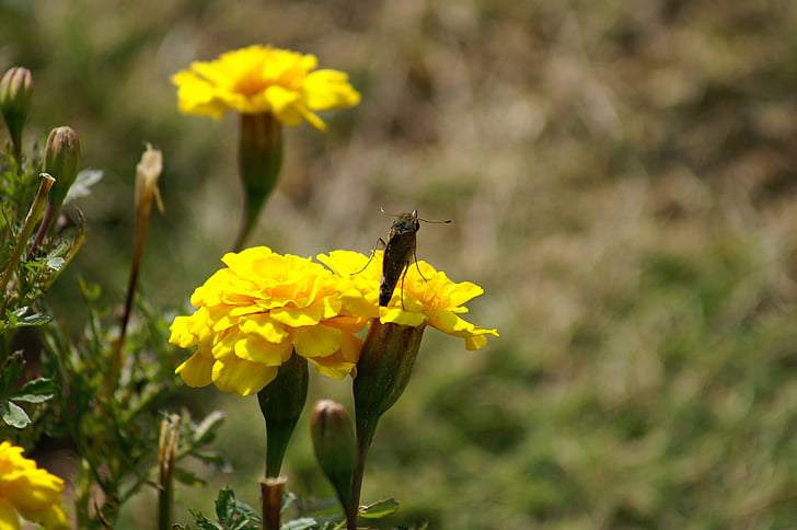 λουλούδια, Huang, φυσικό, φύση, μέλισσα, έντομο, λουλούδι