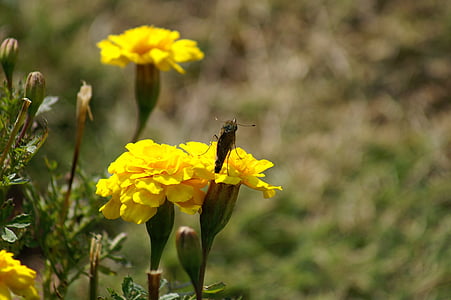 cvijeće, Huang, prirodni, priroda, pčela, kukac, cvijet