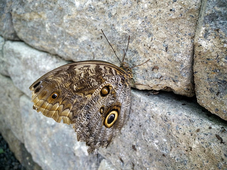 bướm, đá, Thiên nhiên, tự nhiên, Rock, màu xám, Pebble
