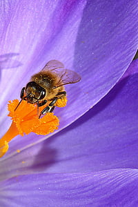 cvet, cvet, žig, insektov, Crocus, pomlad, čebela