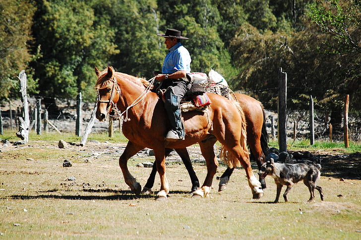 feltet, hest, Cordillera, cowboy