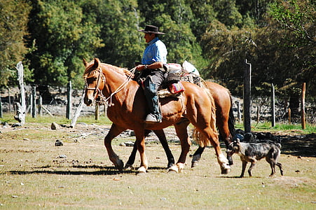 felt, hest, Cordillera, Cowboy