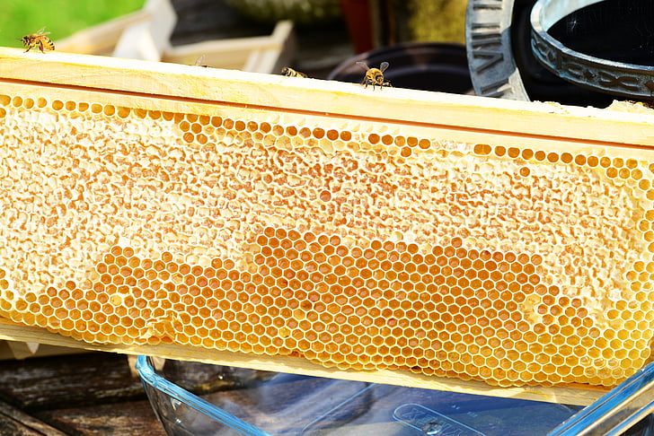 bees on frame, honey, honey bees, honeycomb, super frame, honey gathering, combs