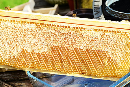 abejas en el marco, miel, miel de abejas, Nido de abeja, Super marco, recolección de la miel, peines de