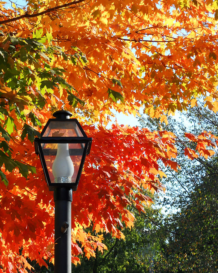 musim gugur, daun, musim gugur, musim, Maple, dedaunan, cerah