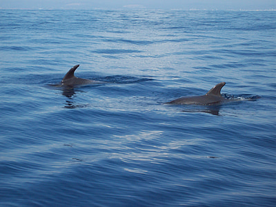 Delfine, Meer, Meer Tier, Ozean, Unterwasser-Welt, Schwimmen, Meeresbewohner