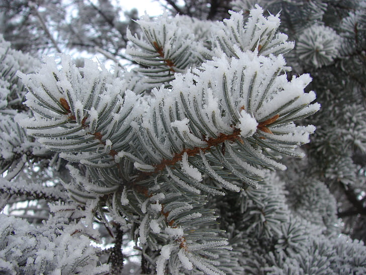 winter, snow, pine, frost, white, cold, season