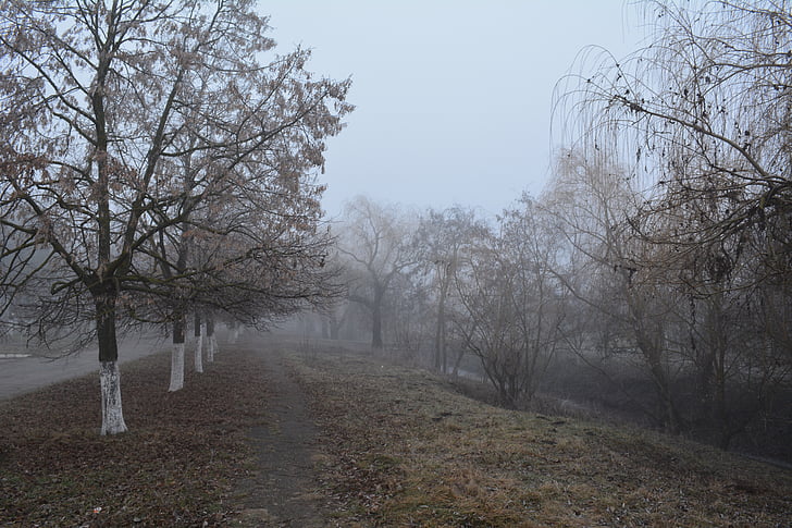 Stefan voda, riu gealair, finals de tardor, boira, al matí, Moldàvia, arbres