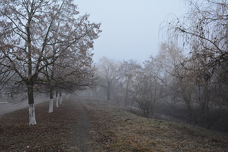 Stefan voda, gealair řeka, pozdní podzim, mlha, Ráno, Moldavsko, stromy