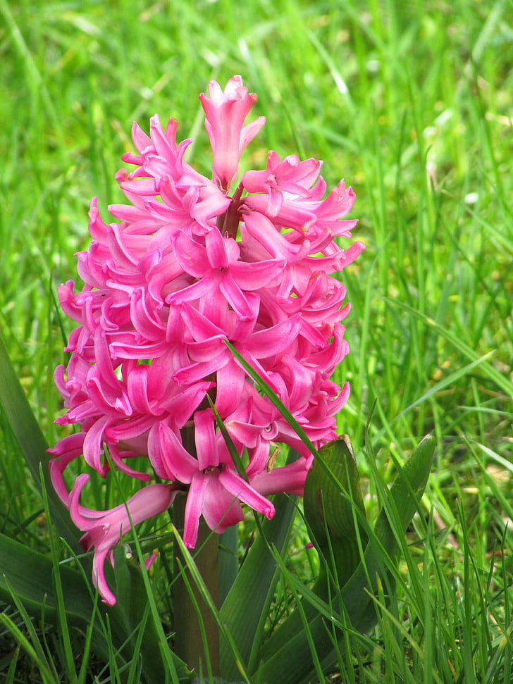 hyacinth, flowers, spring flowers, spring, pink, pink flowers, plant