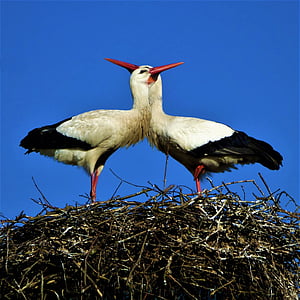 storks, storchenpaaar, beaks, nest, bird's nest, bird, feather