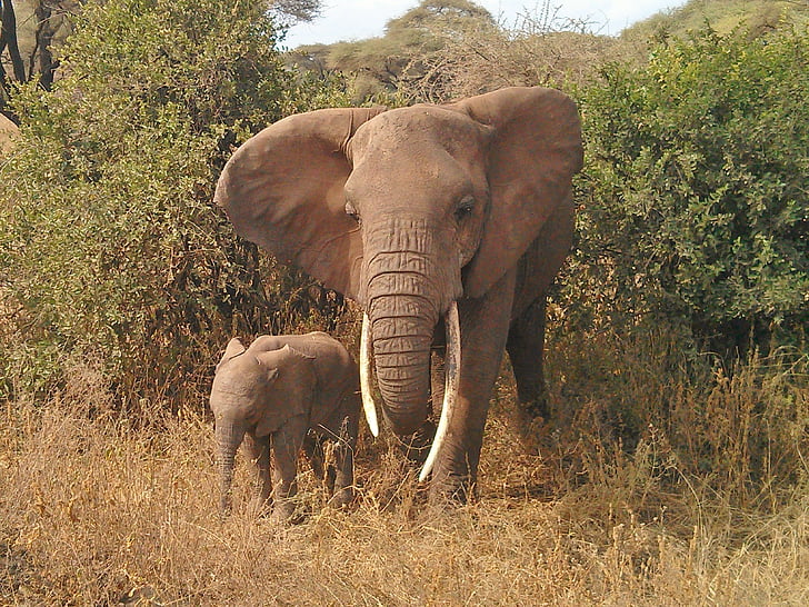 elefant, djur, Afrika