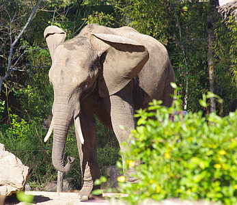 Słoń, ogród zoologiczny, strzałki