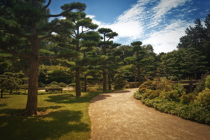 tło, ogród japoński, od, drzewa, niebo, niebieski, zielony