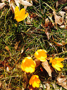 Šafrán, květ, žlutá, jaro, Bloom