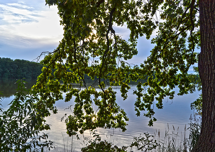 listoví, reflexe, strom