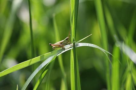메뚜기, viridissima, 잔디, 잔디의 블레이드