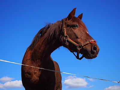 馬, アラブ人, quarterhorse, フックス, 炭素フォックス, 国内の動物, ブルー