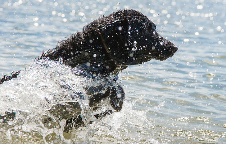 mokrý pes, pes, mokré, vody, PET, zviera, jazero