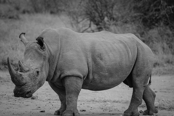 rhinoceros, safari, rhino, mammal, animal, wildlife, black and white