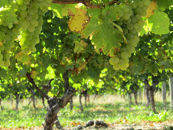 vīnogas, vīna dārzu, Jaunzēlande, Winery, vīns, vīnogulāju, Leaf