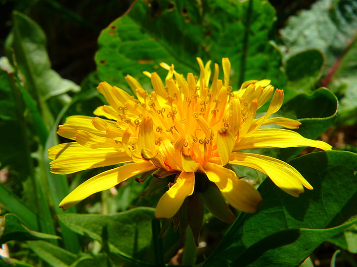 closeup, Foto, galben, canlendula, floare, Păpădie, flori salbatice