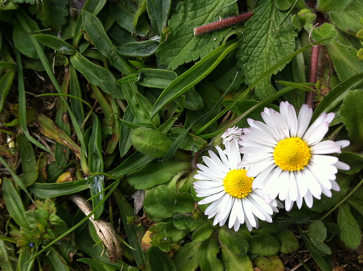 blomma, Daisy, naturen