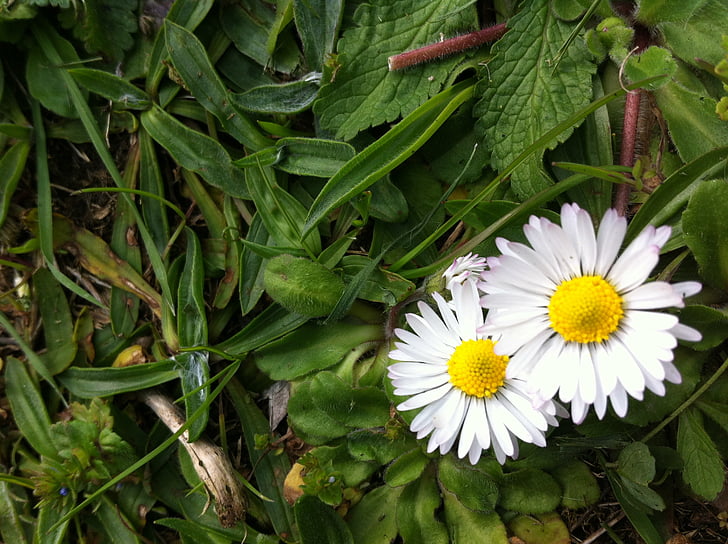 flower, daisy, nature