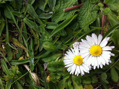kvet, Daisy, Príroda