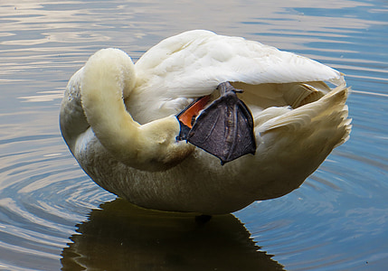swan, animal, water bird, pride