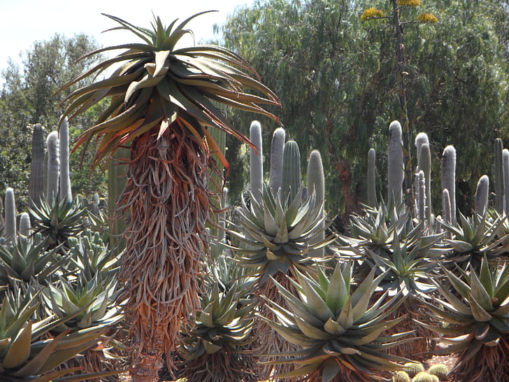 Aloe, cactus, planta, exóticos, especies exóticas, flora, Agave