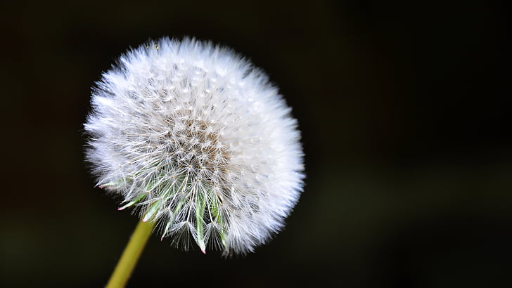 dandelion, spring, sunshine, nature, plant, close-up, seed