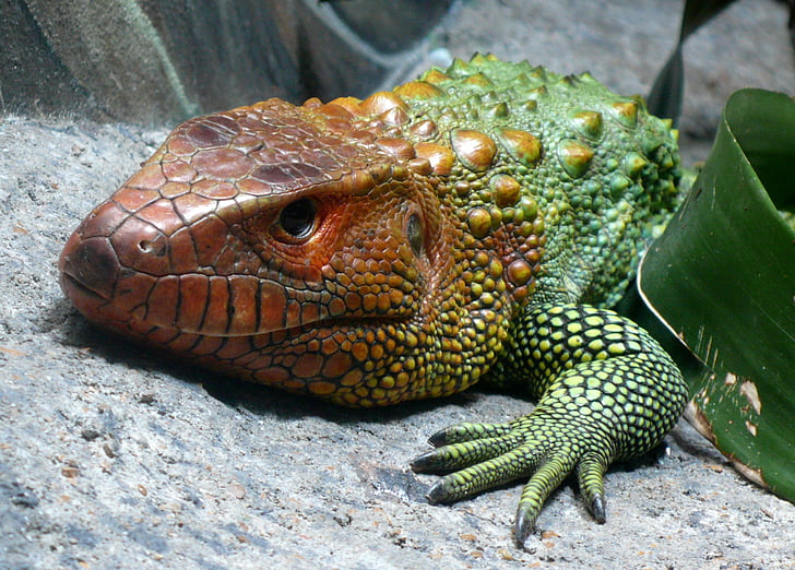 Caiman lizard, plaz, exotické, hlava, ležící, makro, portrét