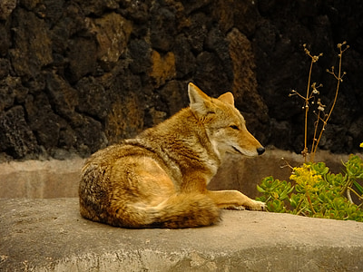 Coyote, dyr, pattedyr, fauna