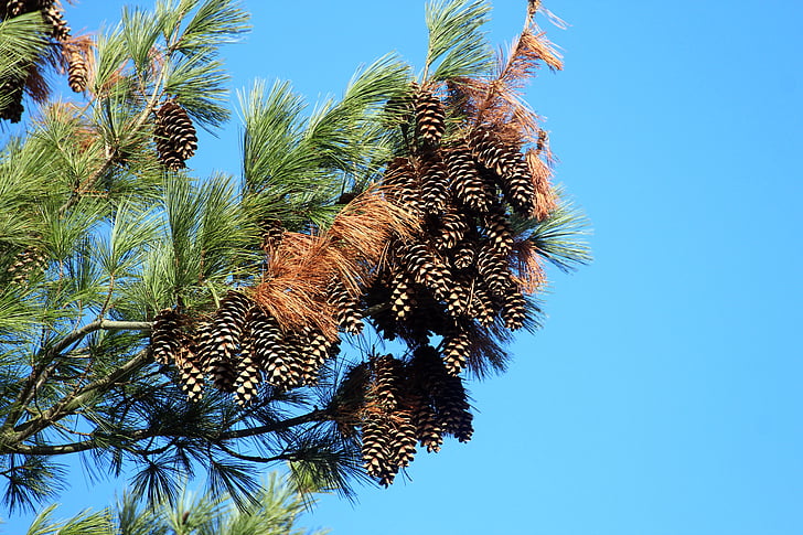 conifer, pine, blue sky, tap, pine cones, tree, nature