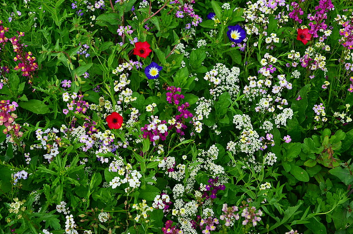 λουλούδι Λιβάδι, αγριολούλουδα, άγρια λουλούδια, Λιβάδι, άνθιση, το καλοκαίρι, χλωρίδα