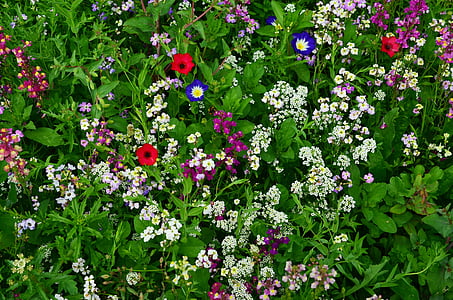 kukka niitty, Wildflowers, luonnonvaraisia kukkia, niitty, Bloom, kesällä, Flora