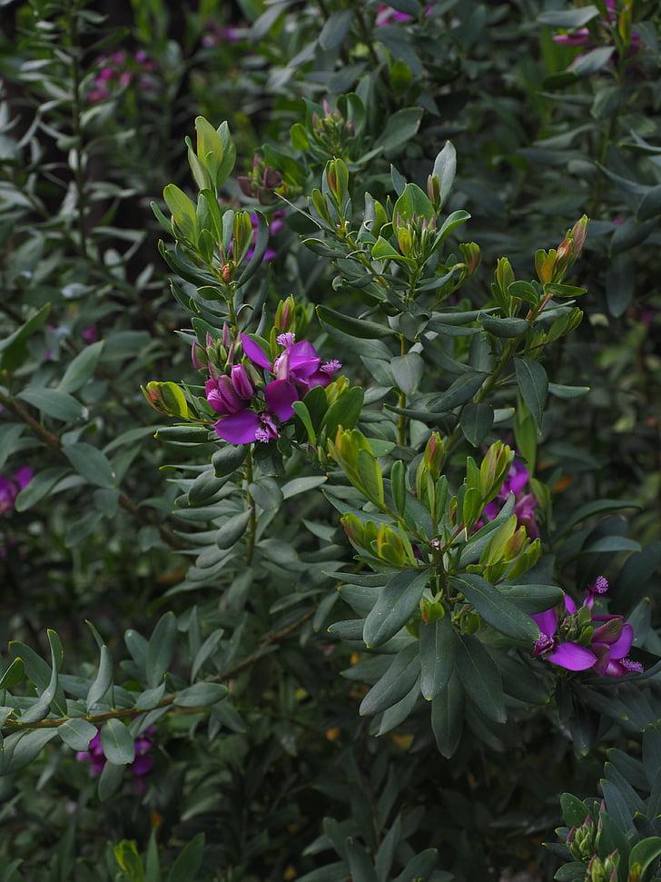 flowers, violet, purple, periwinkle, polygala myrtifolia, keuzblume, polygala
