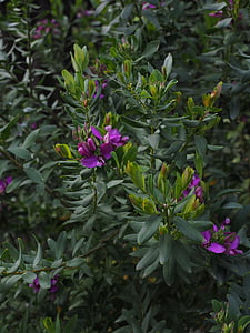 花, バイオレット, 紫, ツルニチニチソウ, ヒメハギ myrtifolia, keuzblume, ヒメハギ