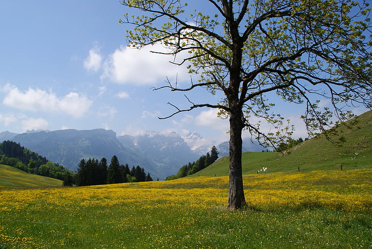 Appenzell, Appenzellerland, łąki górskie, góry, łąka, wiosna, Szwajcaria