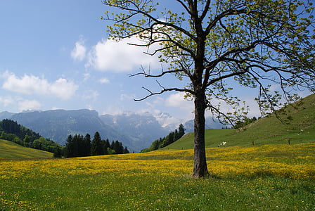 Appenzell, Appenzellerland, Mountain äng, bergen, äng, våren, Schweiz
