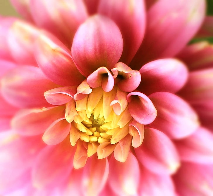 Dahlia, kukka, Blossom, Bloom, vaaleanpunainen