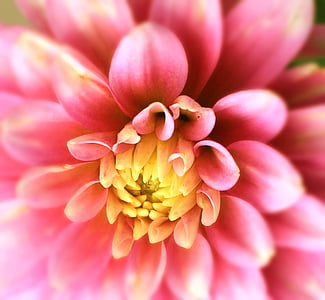 Dahlia, Hoa, Blossom, nở hoa, màu hồng